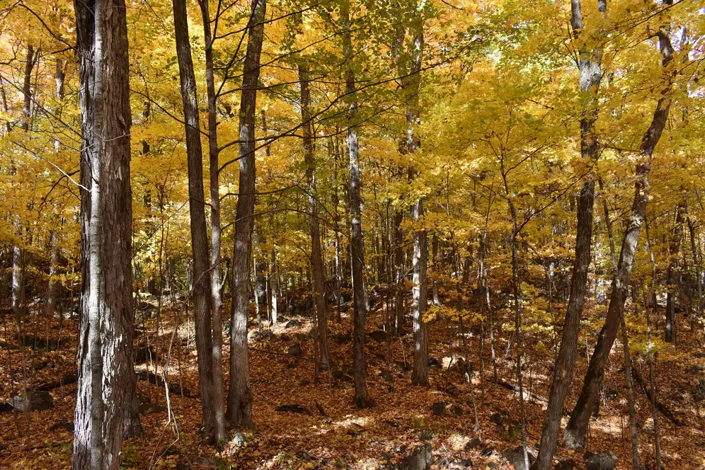 Rolling hills covered in red and orange autumn forest in Gatineau Park near Ottawa