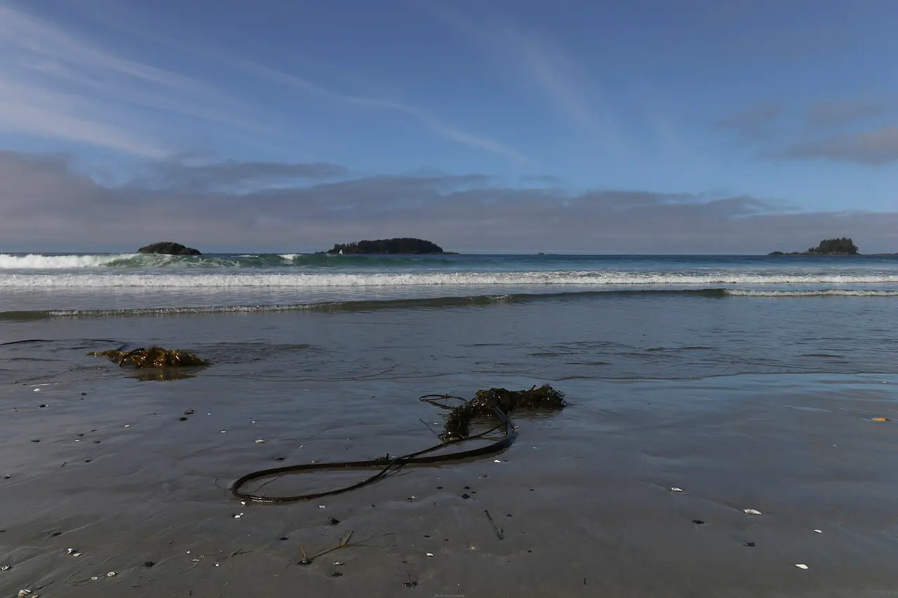 Driftwood logs and Pacific surf along Long Beach on Vancouver Island
