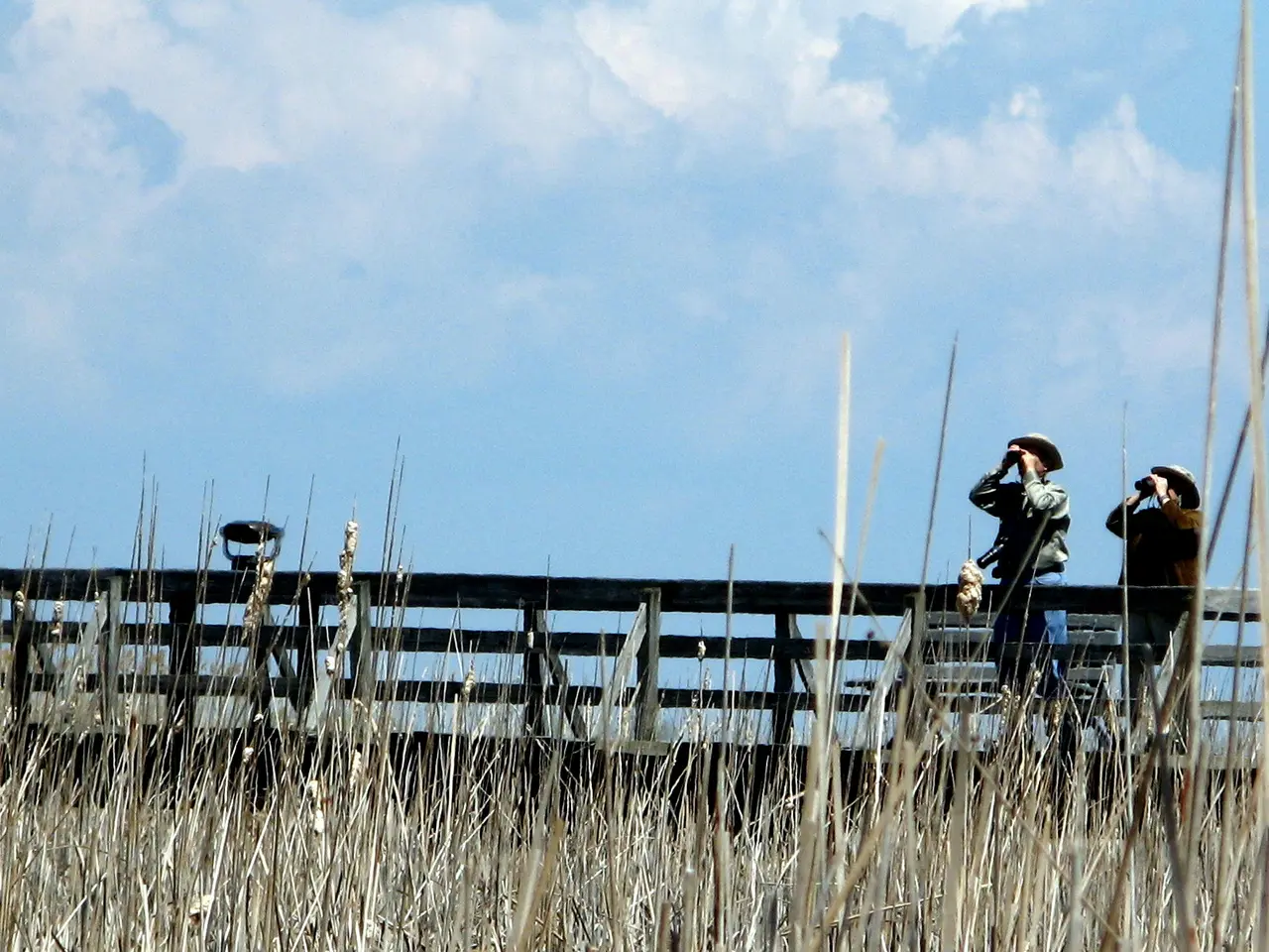 Birdwatchers with binoculars and cameras along a trail at Point Pelee