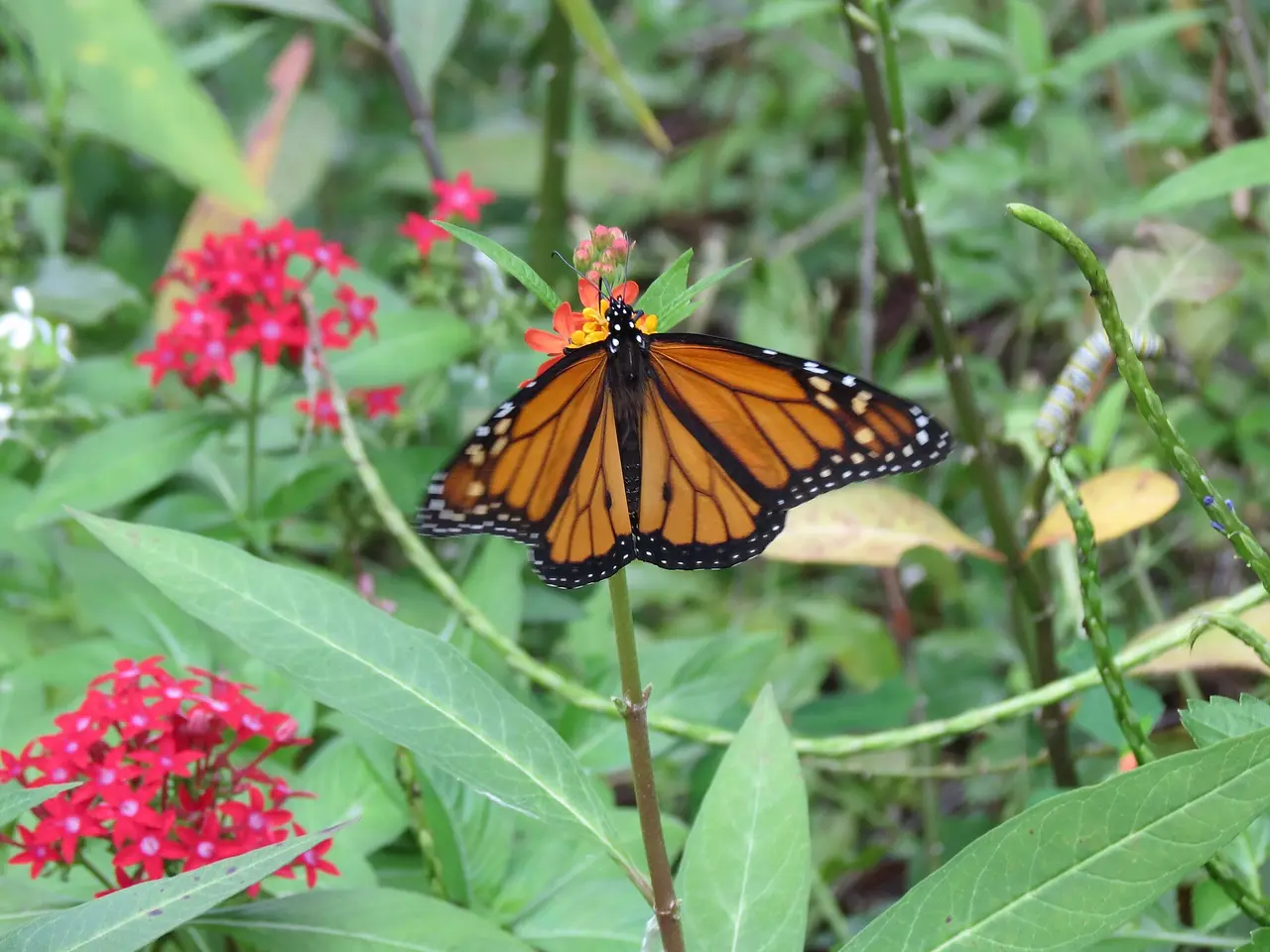 A monarch butterfly resting on a plant