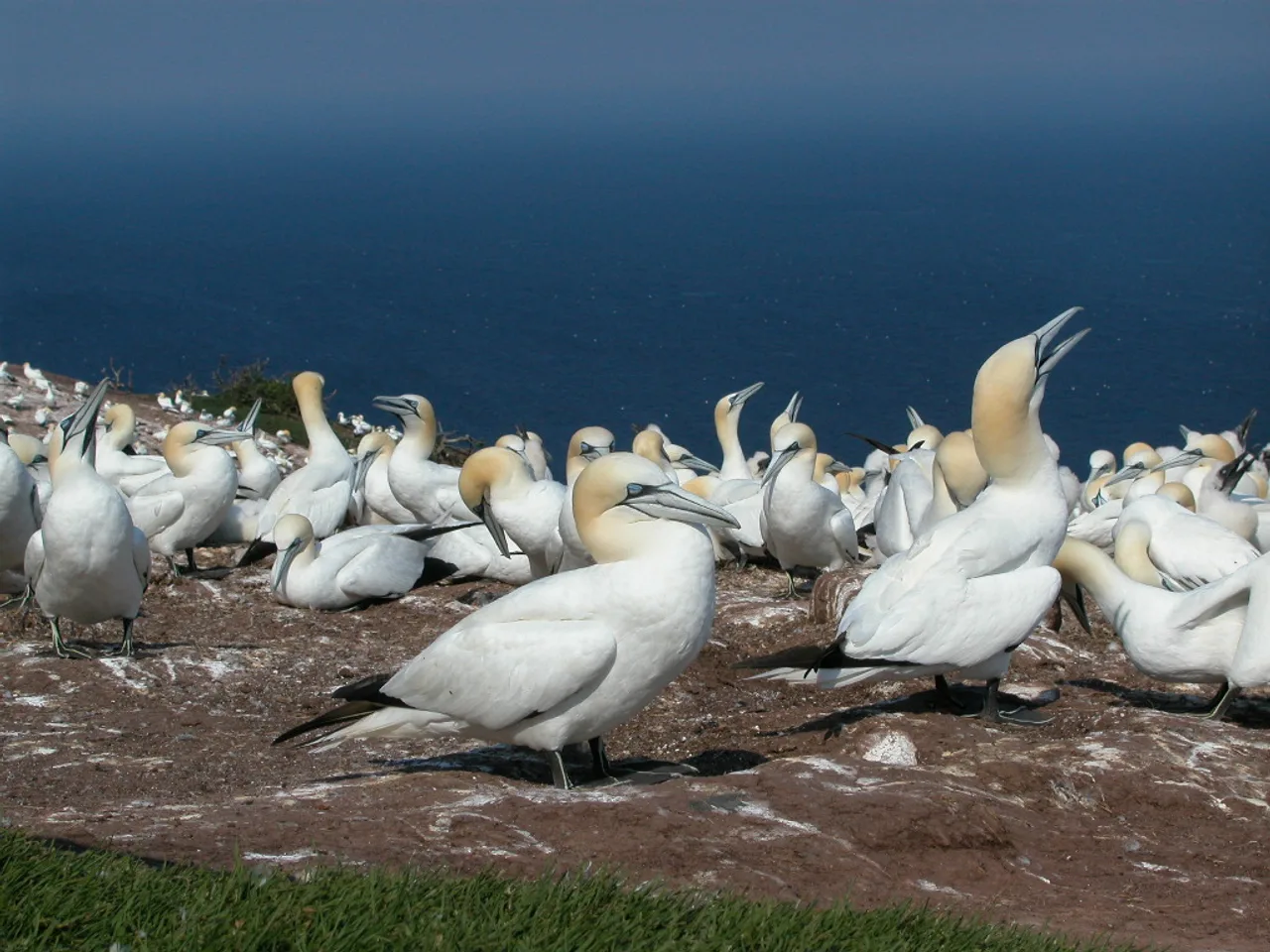A dense colony of northern gannets on Bonaventure Island