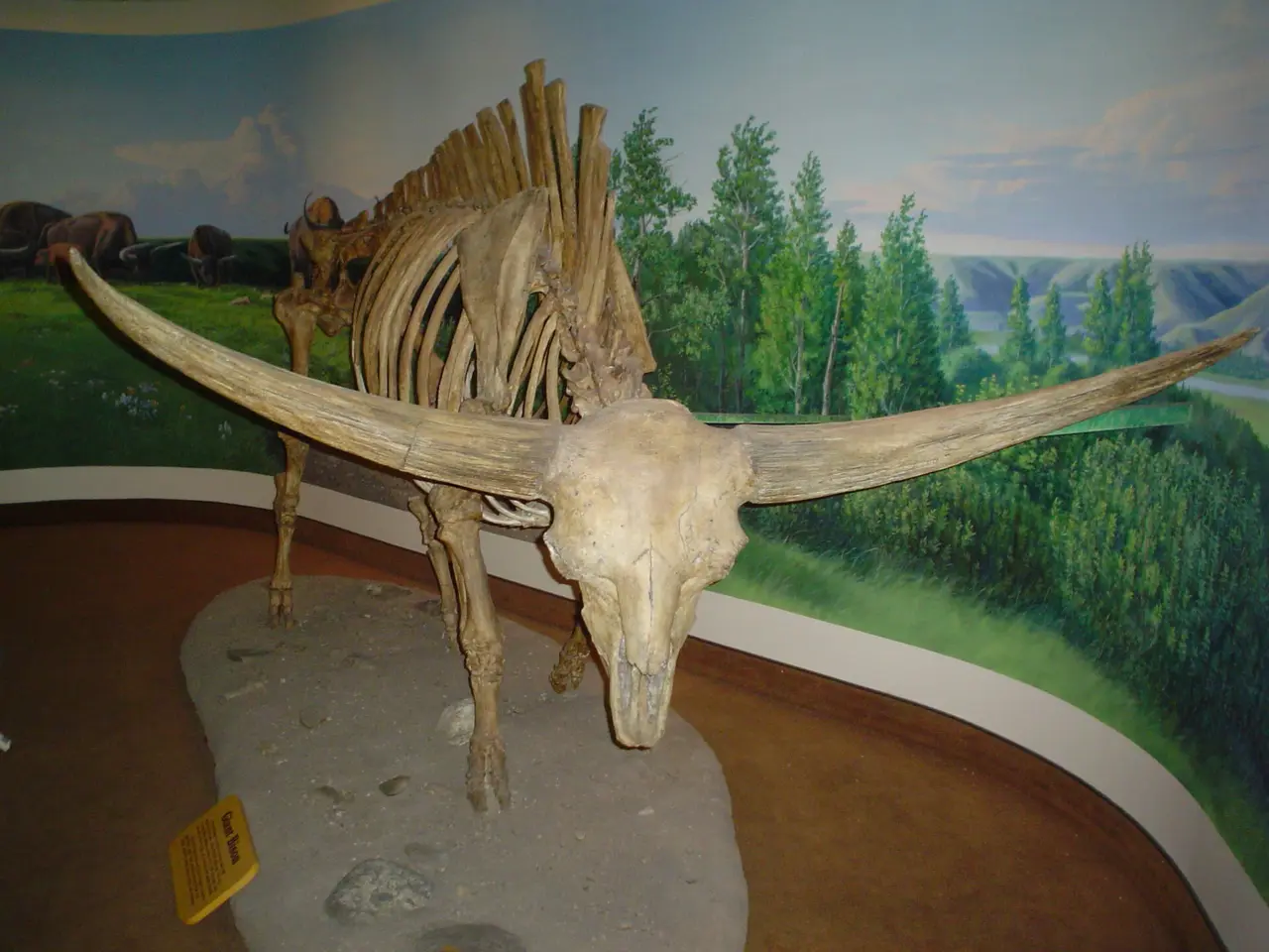The mounted skeleton of a giant bison, horns spread wide, in front of a painted prairie backdrop at the Royal Saskatchewan Museum