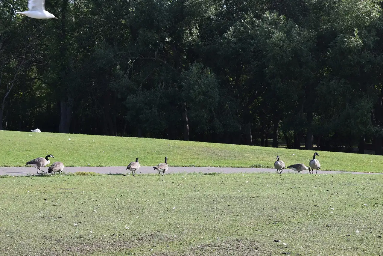Canada geese along the shore of Wascana Lake in Regina