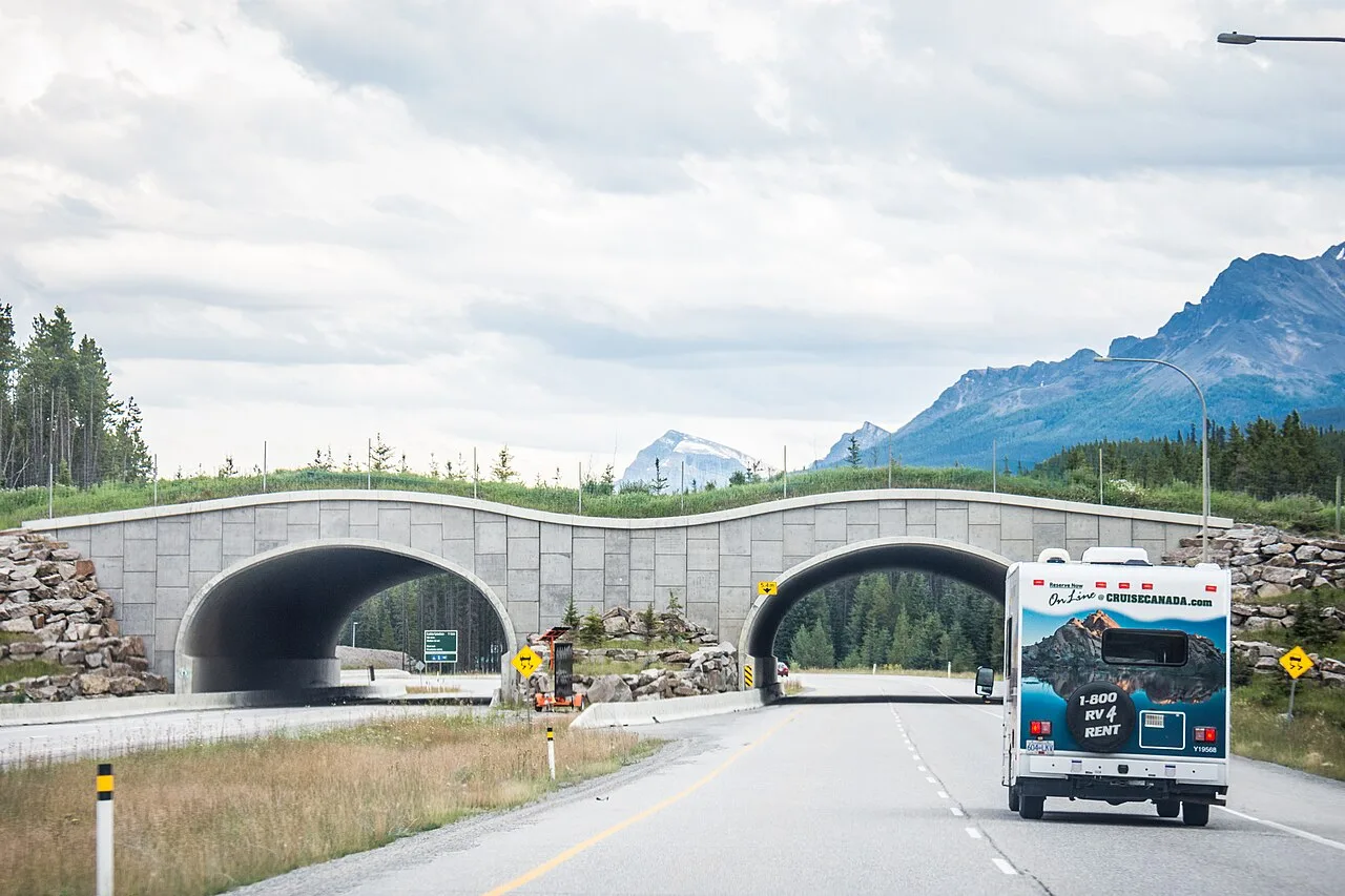 A rental RV passing under a grassed wildlife overpass on the Trans-Canada Highway in Banff National Park