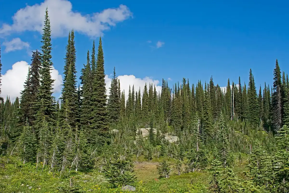 Old-growth forest on a slope in Mount Revelstoke National Park