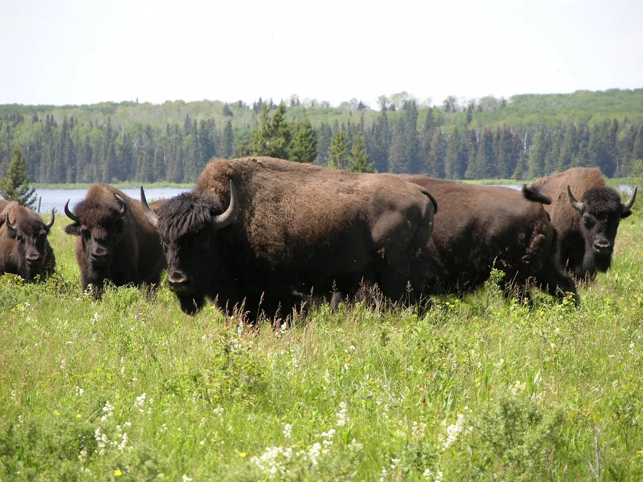 A plains bison standing on grass in the Lake Audy enclosure at Riding Mountain National Park
