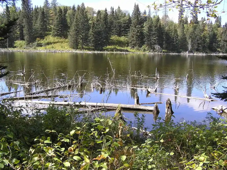 Forest and sky reflected in a calm lake in Riding Mountain National Park