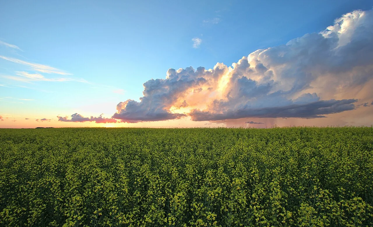 A yellow canola field stretching to a distant horizon under a wide blue prairie sky in Saskatchewan