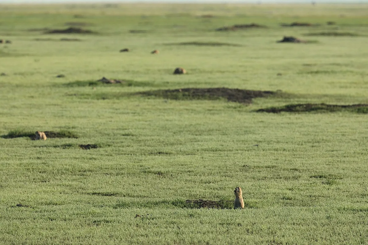 Several black-tailed prairie dogs standing among short grass in a colony in Grasslands National Park
