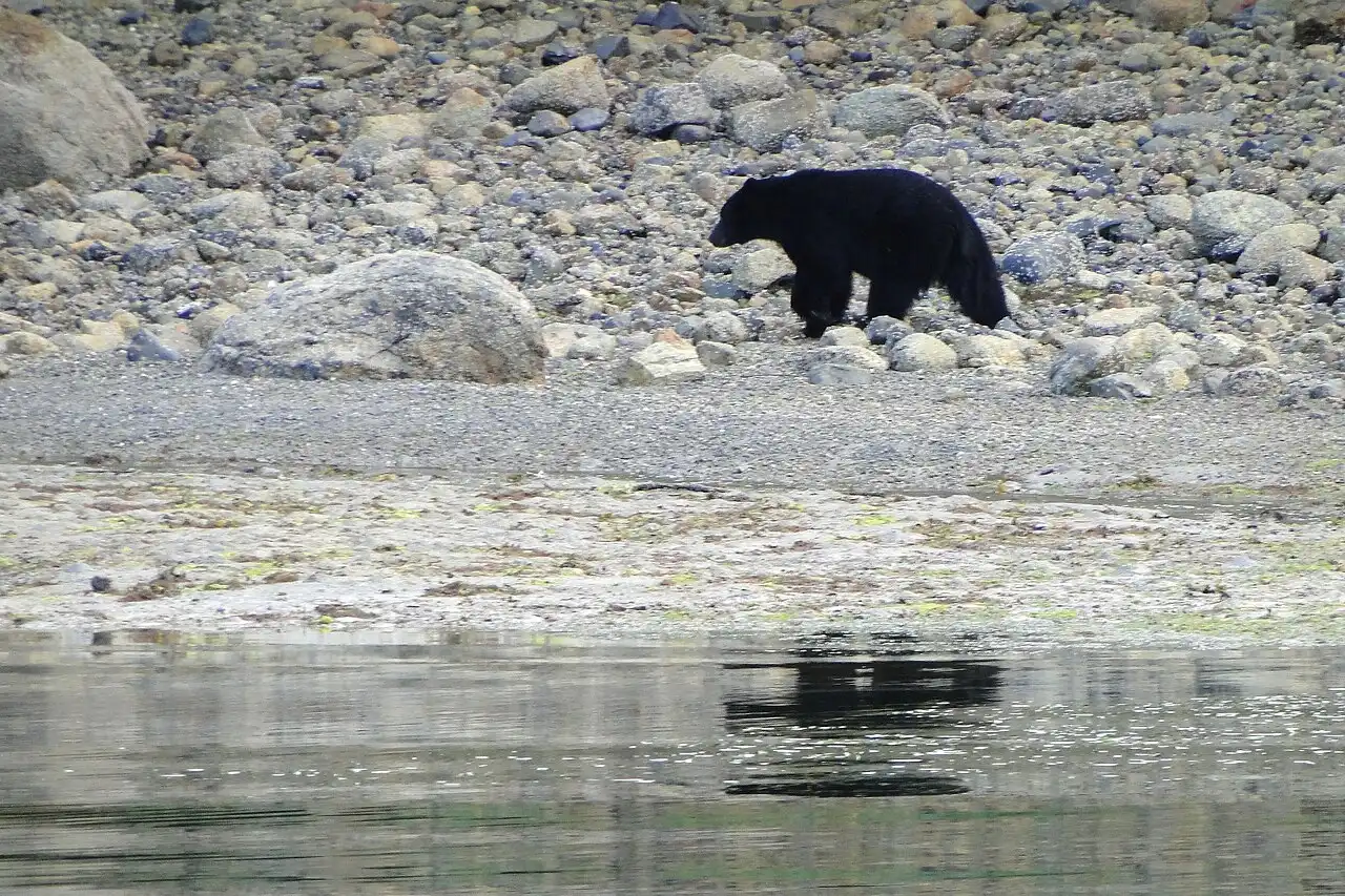A black bear foraging on the rocky shoreline of Clayoquot Sound near Tofino