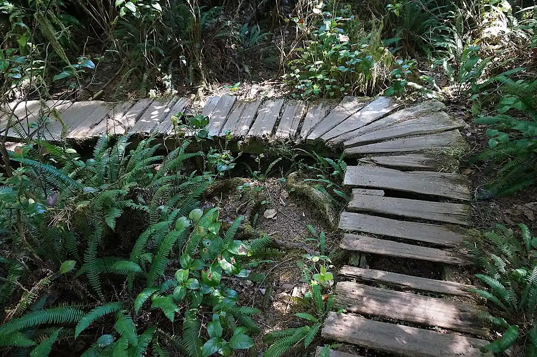 A boardwalk trail through old-growth cedar trees on Meares Island's Big Tree Trail