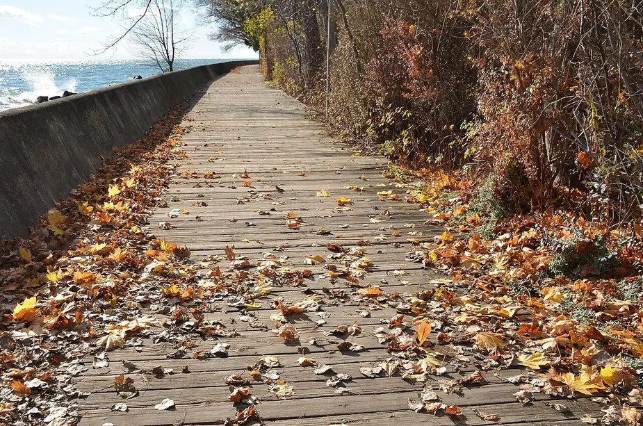 A wooden boardwalk running along the Toronto Islands shoreline beside Lake Ontario