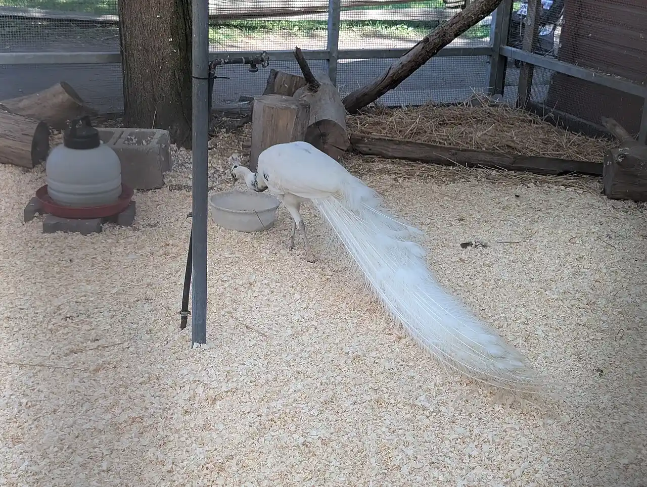 A white peacock at the Centreville Amusement Park petting zoo