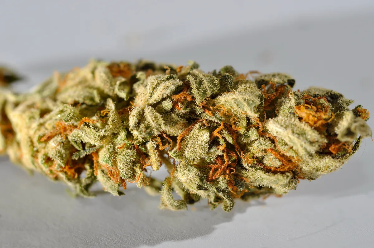 A macro photograph of a cannabis flower, the substance that is a criminal offence to carry across the border in either direction
