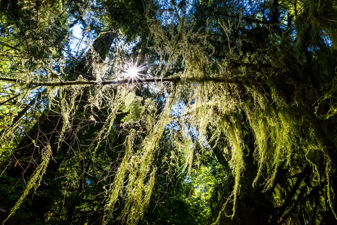 Towering old-growth Douglas-fir trees along a forest trail in Cathedral Grove, MacMillan Provincial Park