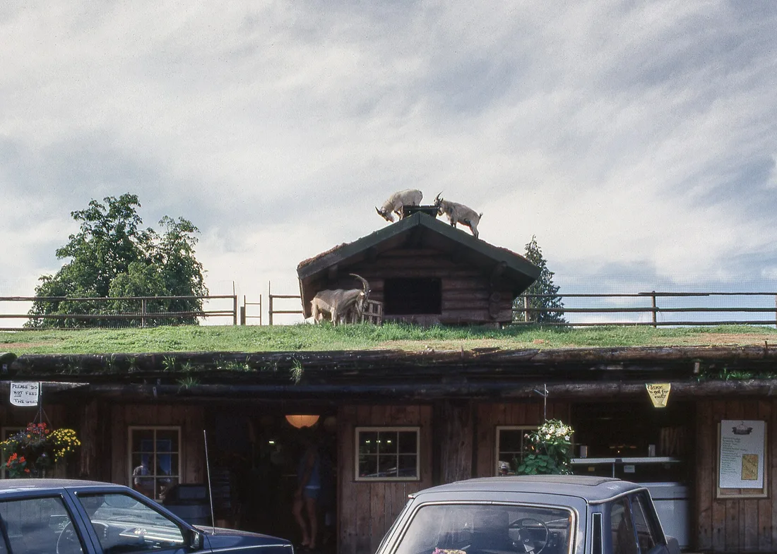 Goats grazing on the grass-covered roof of the Old Country Market at Coombs on Vancouver Island