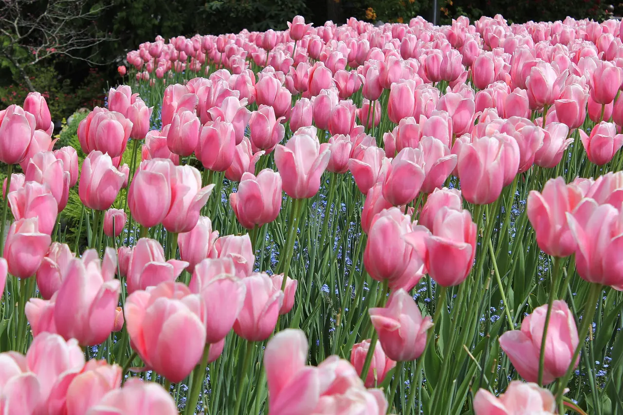 Colourful borders and winding paths at The Butchart Gardens