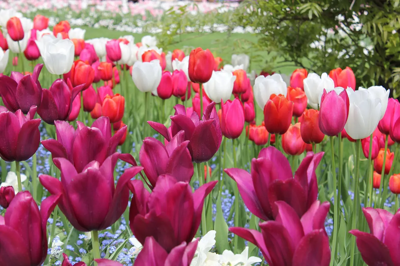 Dense flower beds in full bloom at The Butchart Gardens near Victoria