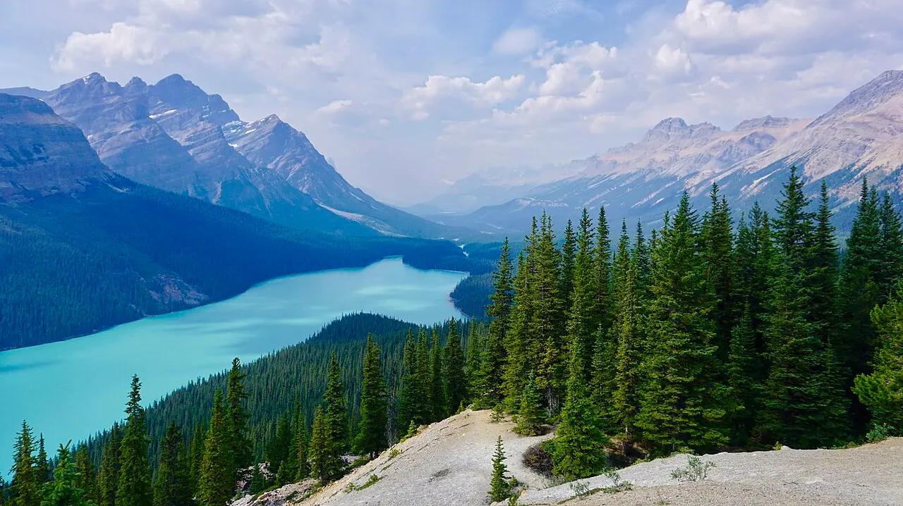 Turquoise Peyto Lake curved through forested mountains in Banff National Park