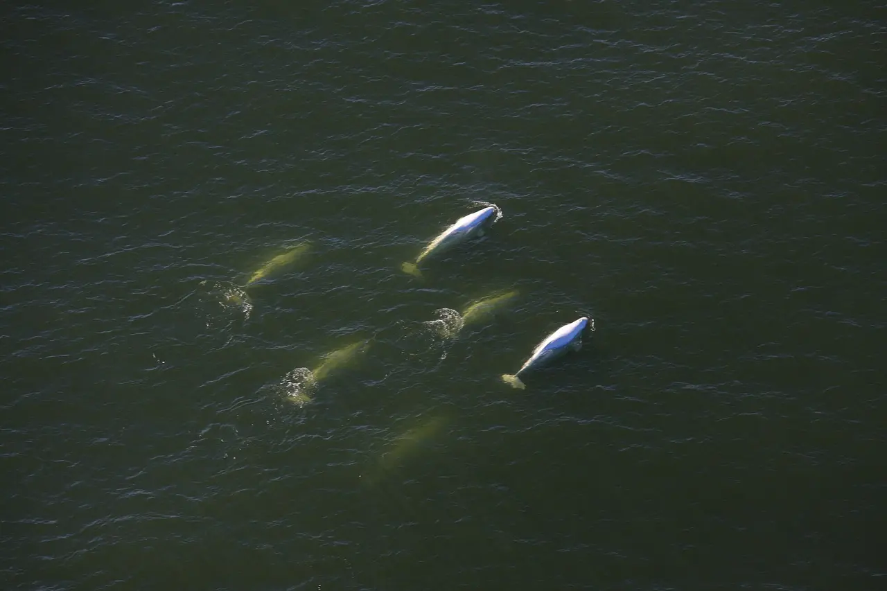 Two white beluga whales at the surface of the dark Churchill River estuary with more below the surface