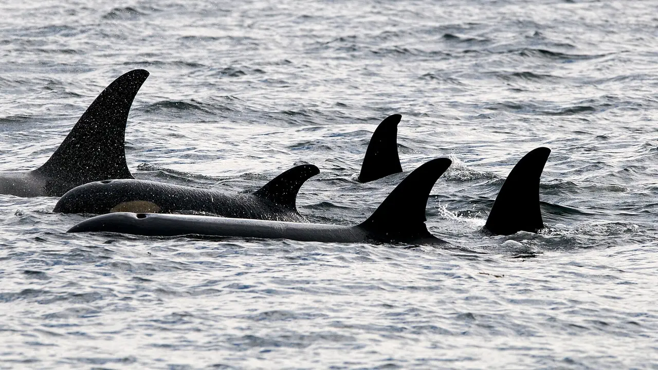 Five killer whales surfacing together in the grey water of Johnstone Strait off northern Vancouver Island
