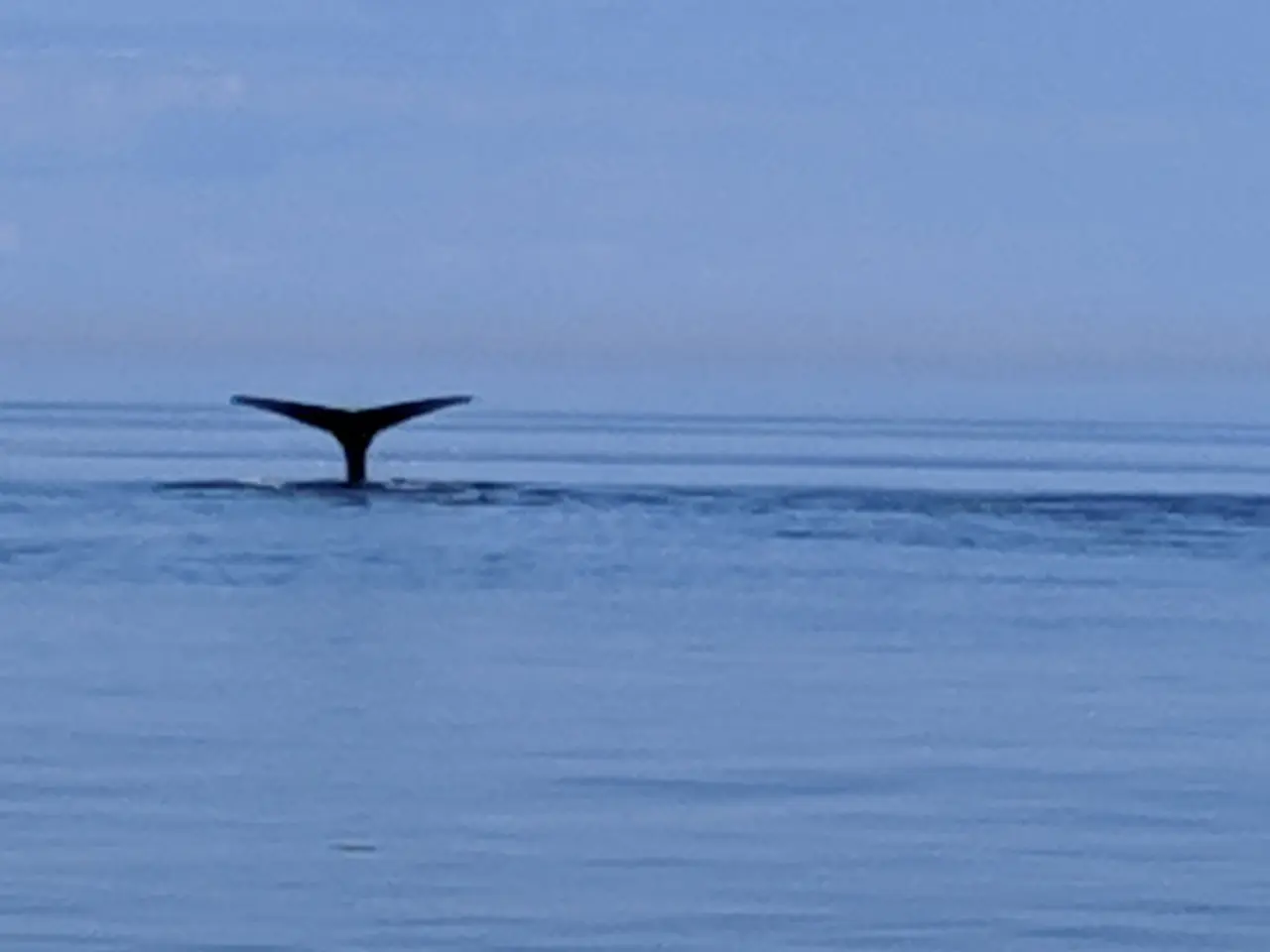 A whale fluke rising from flat calm water off Grand Manan Island in the Bay of Fundy