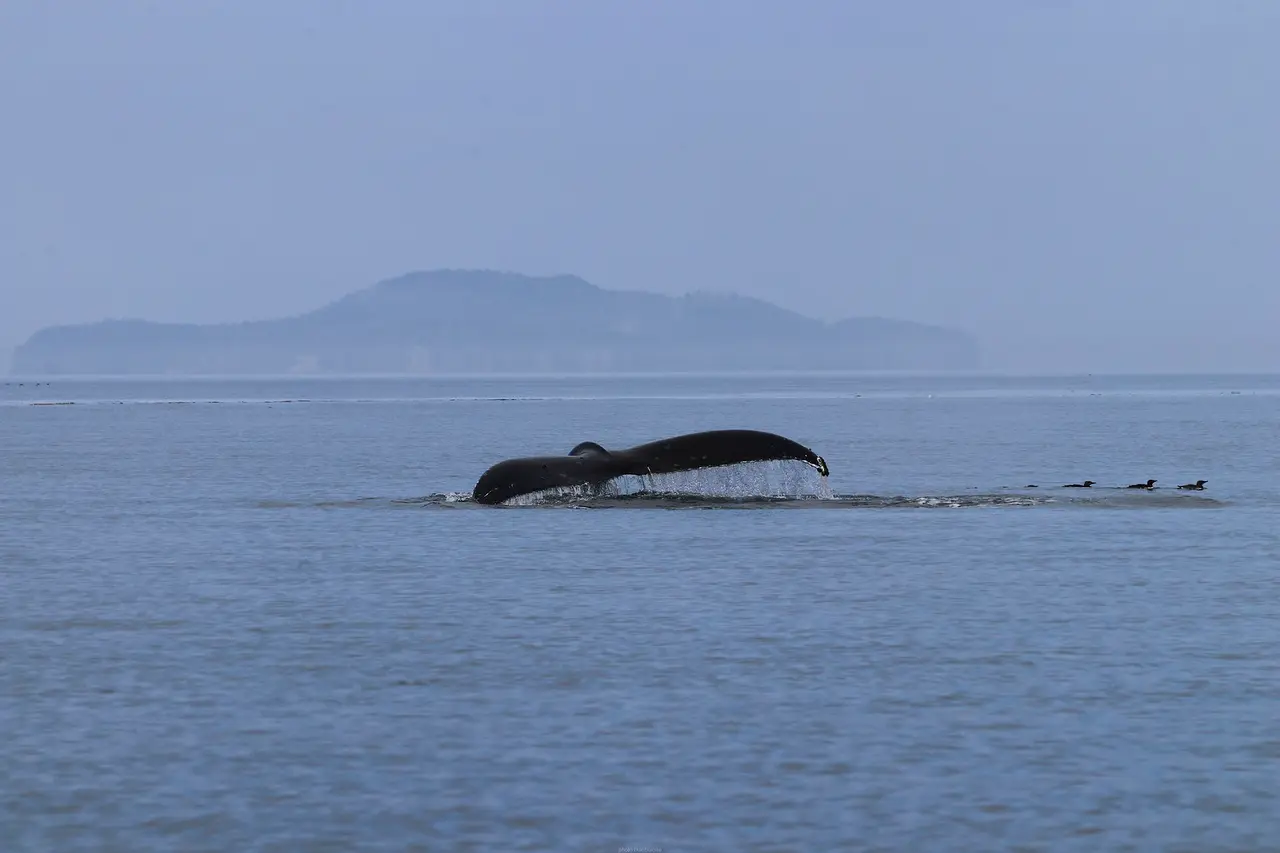 A humpback whale arching its back and tail at the surface off Telegraph Cove on Vancouver Island
