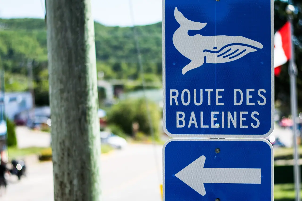 A blue Route des Baleines road sign with a whale symbol on a village street in Tadoussac, Quebec