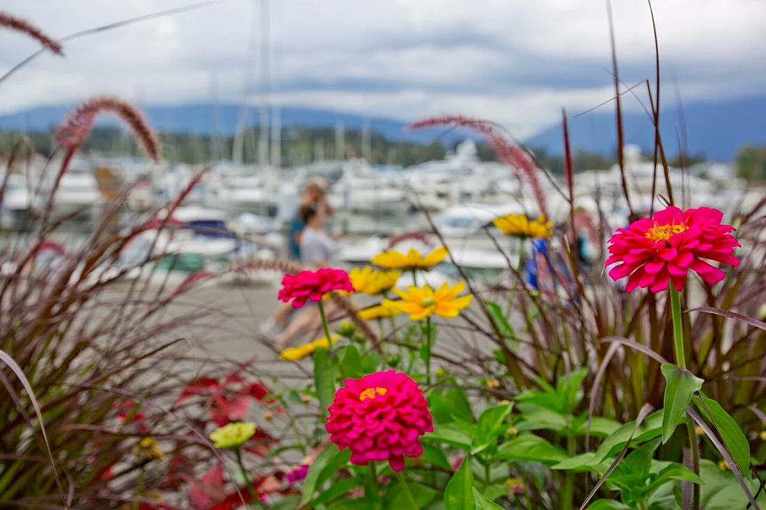 Yachts moored in the Coal Harbour marina with glass residential towers rising behind