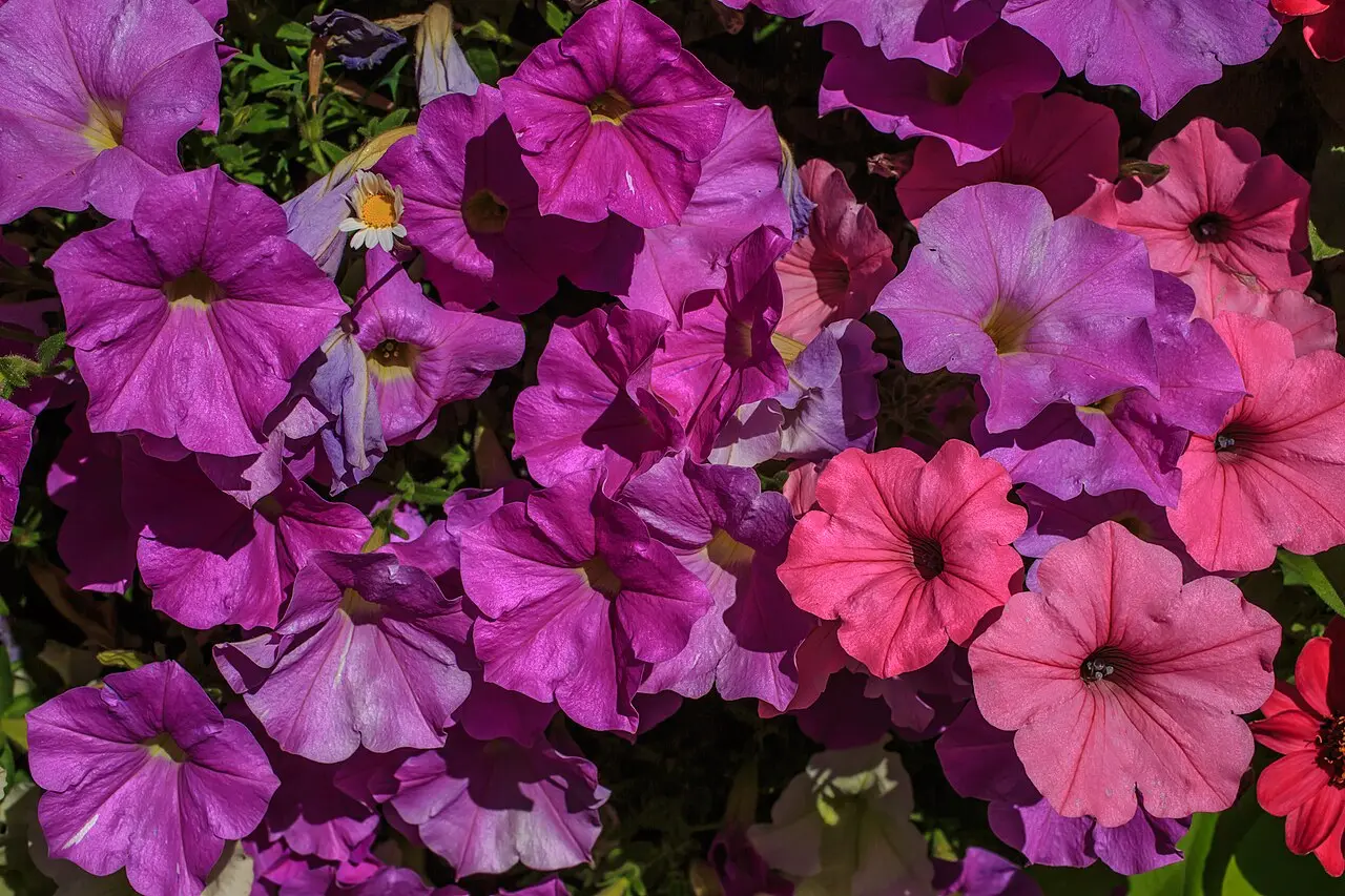 Flower displays and mountain backdrop in Whistler Village in summer