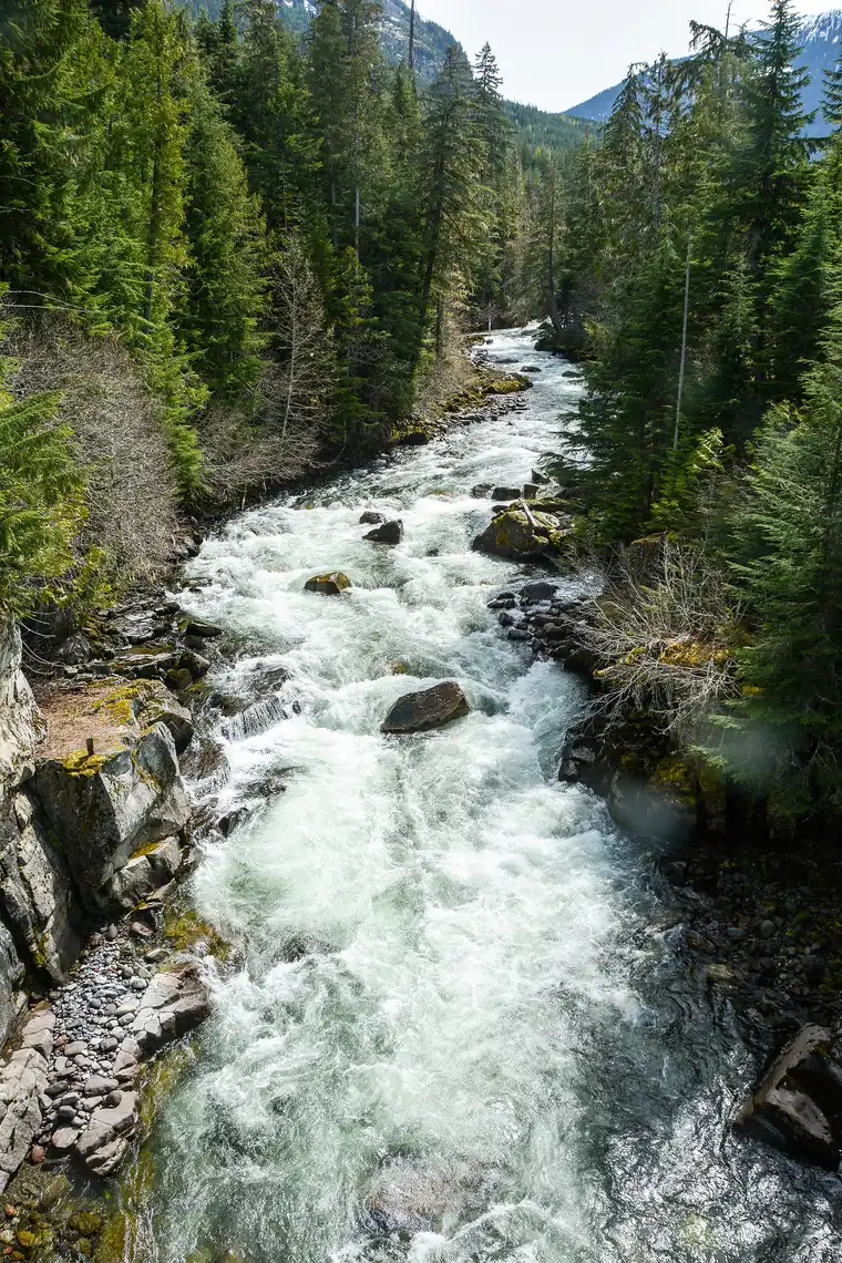 The clear green Cheakamus River running through forest near Whistler