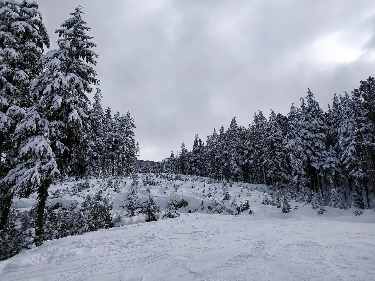 A groomed ski run cutting down through the trees at Whistler Creekside