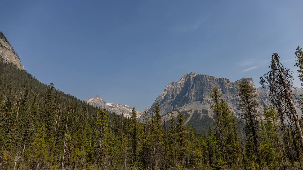 The green water of Emerald Lake below forested peaks in Yoho National Park